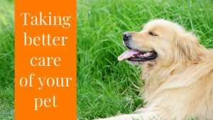 healthy pet tips